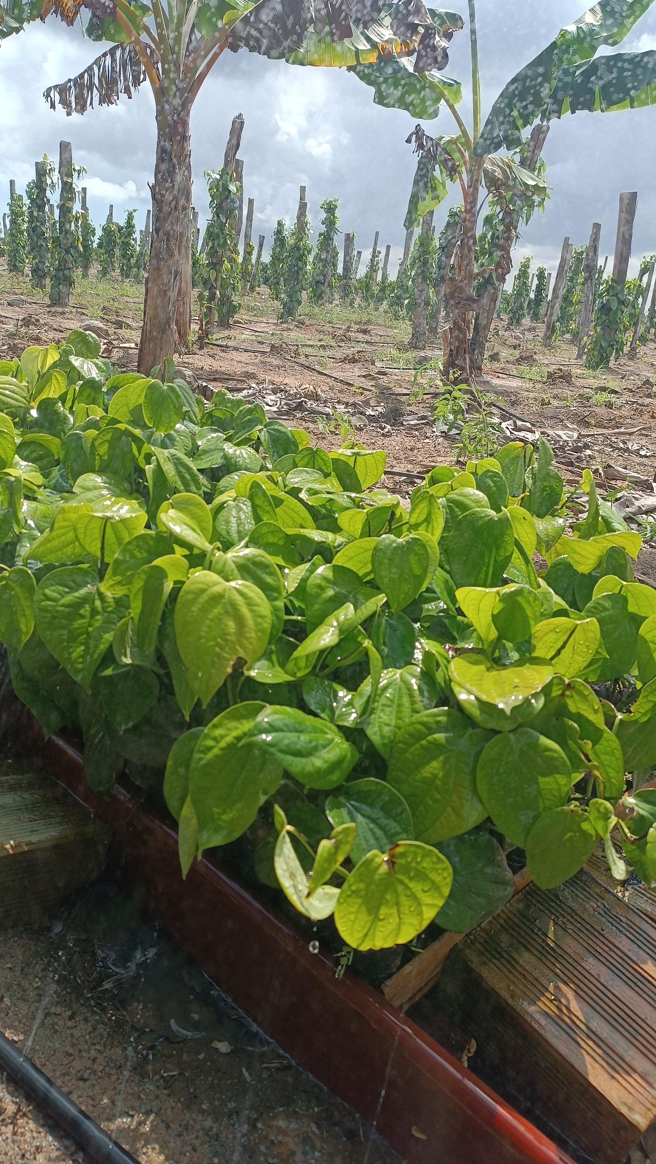 Mudas de Pimenta do Reino