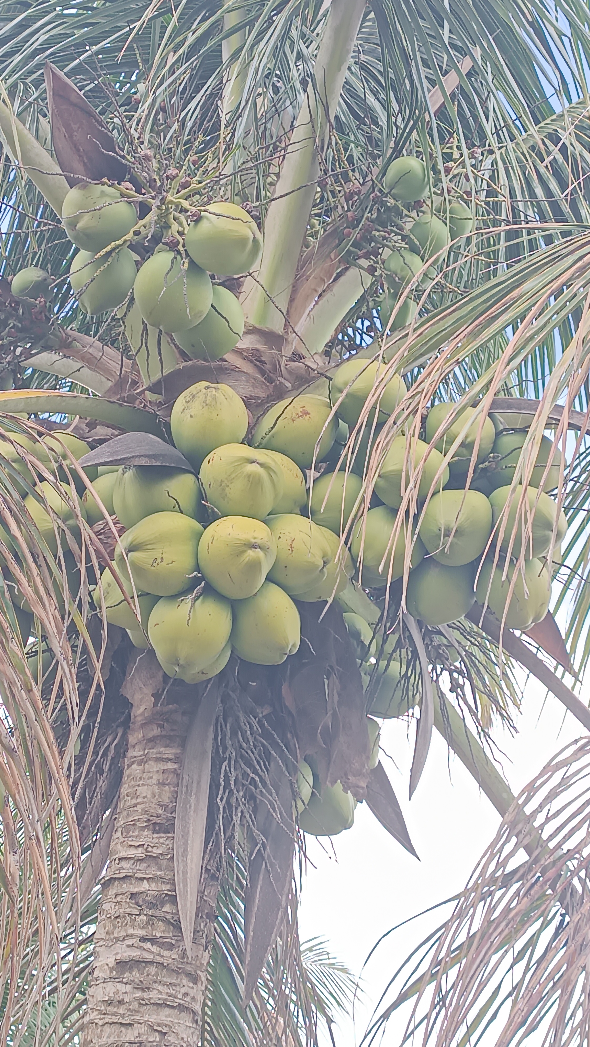 Coco verde