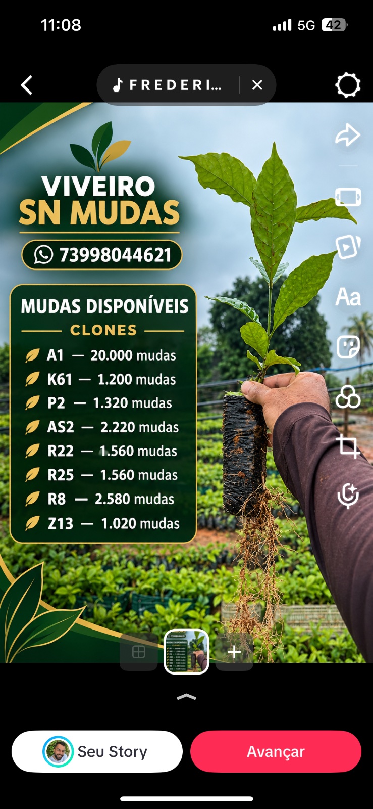 Mudas de café e pimenta do reino