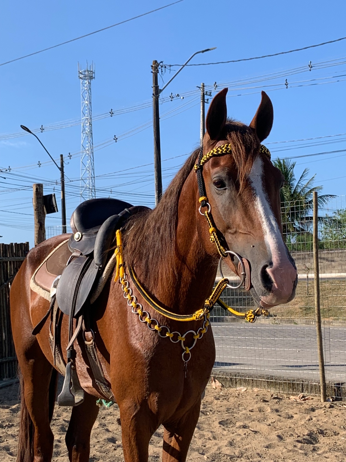 Peitoral, cabeçada e redea